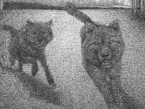 Figures 14, 15, 16, 17, 18 “The wolves”