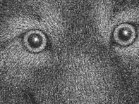 Figures 14, 15, 16, 17, 18 “The wolves”