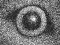 Figures 14, 15, 16, 17, 18 “The wolves”