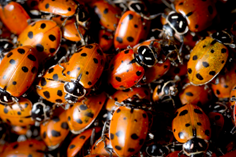 Ladybirds