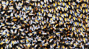 Bees